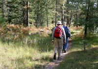 Photo of hikers on trail in forest