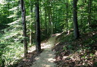 Photo of narrow trail through trees