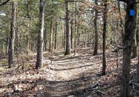 Dirt trail through pines