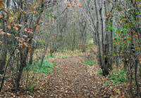 Photo of trail covered with leaves under trees