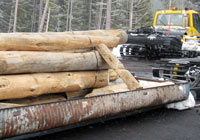 Photo of huge logs on trailer
