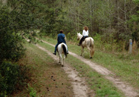 Photo of horse riders on wide dirt and grass trail