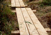 Photo of low boardwalk three planks wide