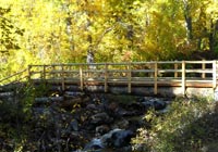 Photo of large log bridge in aspen grove