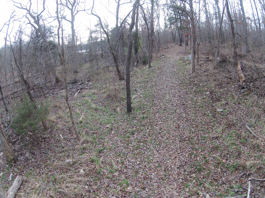 Photo of wooded trail