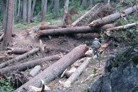 Photo of a person clearing large trees off a trail